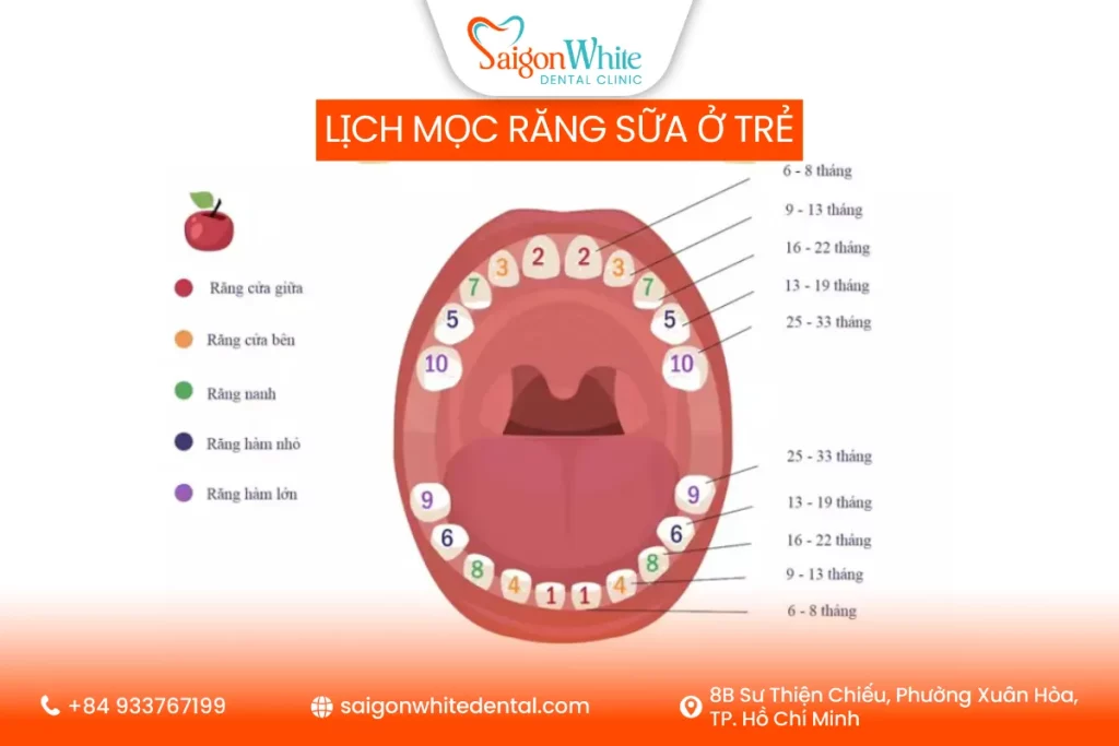 Lịch mọc răng sữa chi tiết theo từng giai đoạn