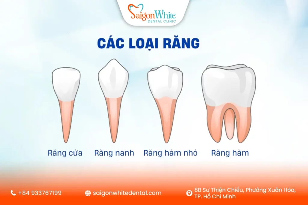 Răng vĩnh viễn là gì?