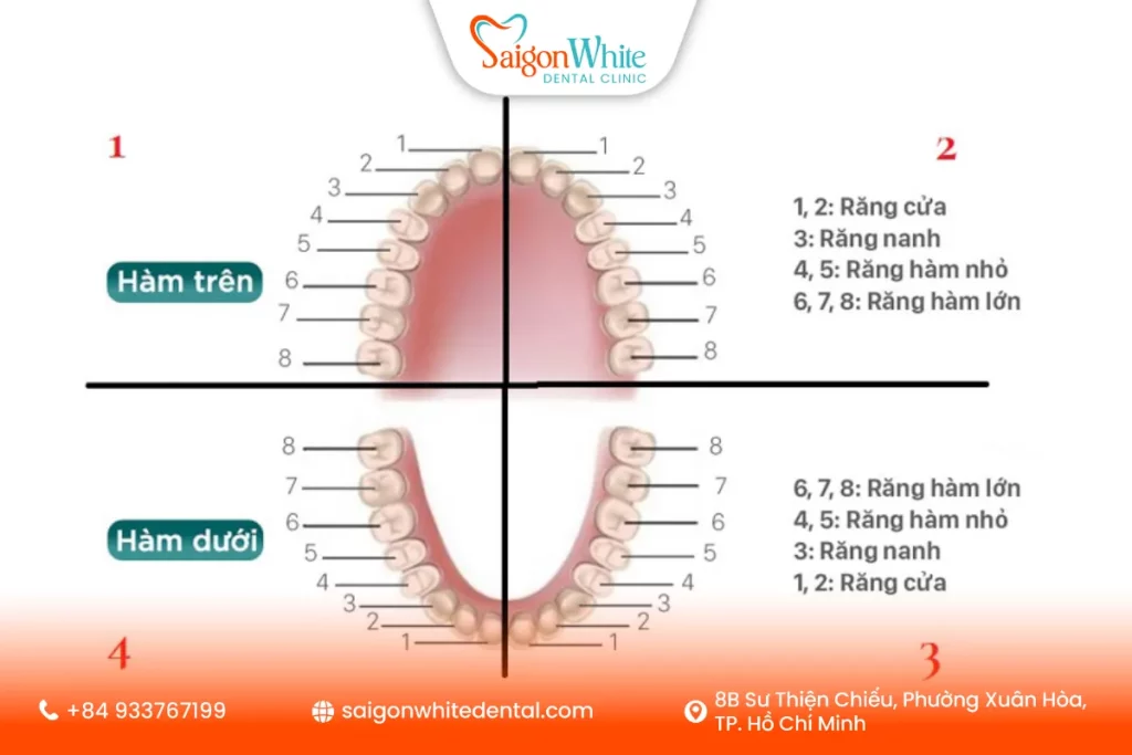 Sơ đồ răng vĩnh viễn là gì?