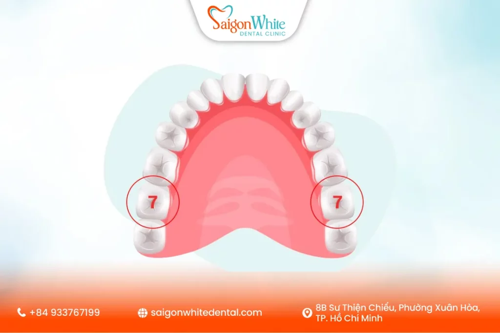 Vị trí của răng số 7 